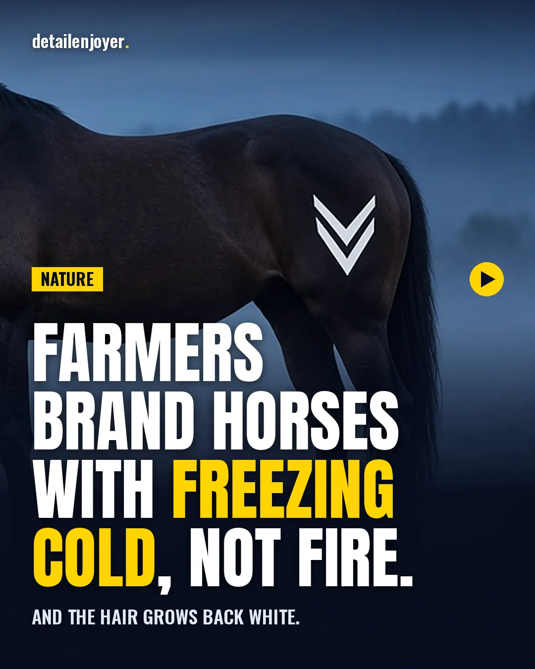 Farmers brand horses with freezing cold, not fire. And the hair grows back white.