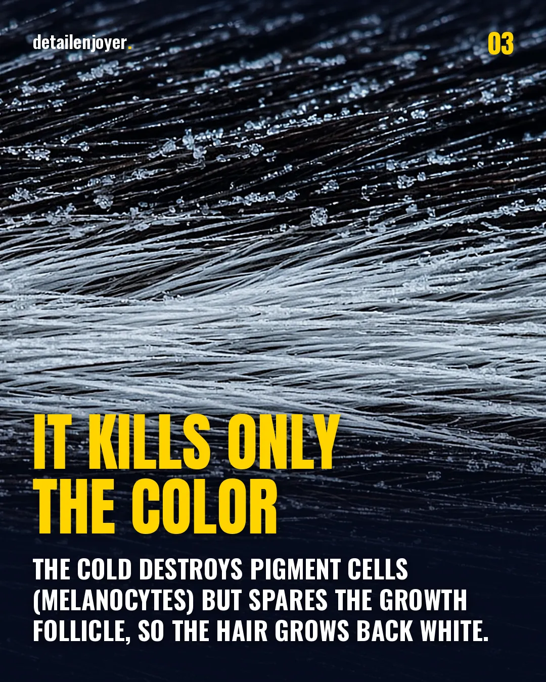 It kills only the color The cold destroys pigment cells (melanocytes) but spares the growth follicle, so the hair grows back white.